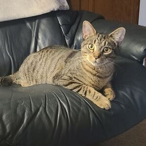 Meet your Posher, Gray